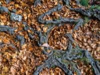 Trockenes Buchenlaub und freiliegendes Wurzelchaos